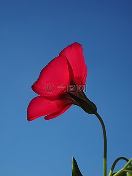 紅色 lein,開花,花