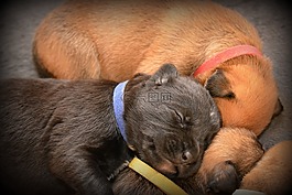 小狗,睡眠,小狗崽