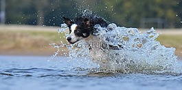 邊境牧羊犬,跳轉(zhuǎn),水