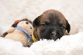 小狗,boxermix,混合動力
