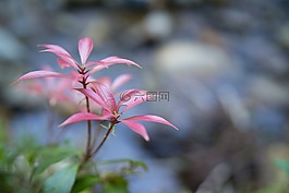 葉子,紅色,山