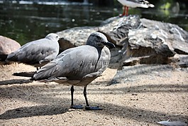 鷗,海鷗,鳥