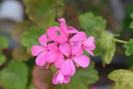 天竺葵,粉色,鮮花