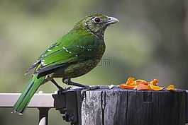動(dòng)物,禽,鳥