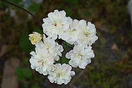 天竺葵,花卉,cremevit