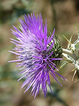 薊,詳細(xì),美