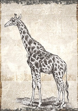長(zhǎng)頸鹿,野生動(dòng)物,動(dòng)物