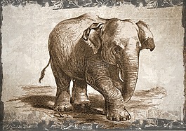 象,野生動物,動物