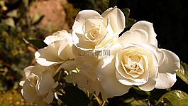白,花,粉色