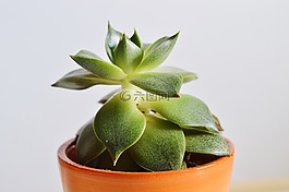 通風,植物,花盆