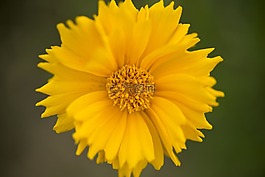 鮮花,關(guān)閉,黃色