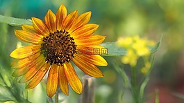 花,植物區(qū)系,自然