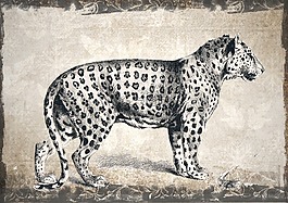豹,野生動(dòng)物,動(dòng)物
