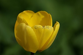 郁金香,黃色,花
