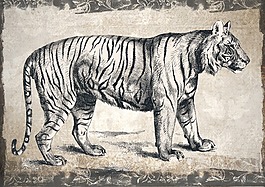 虎,野生動物,動物