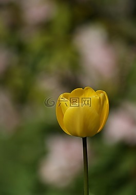 郁金香,黃色,花
