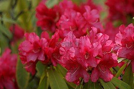 鮮花,粉紅色,映山紅