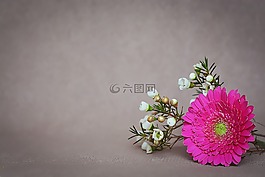 花,粉紅色,非洲菊