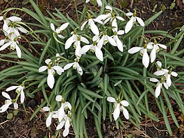 frühlingsblüher,斯諾德羅普,關(guān)閉