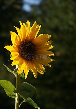 向日葵,黃色,花