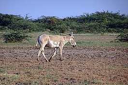 印度的野驴,马hemionus khur,ghudkhur