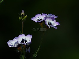 vogelaeuglein,gilia 三色,花