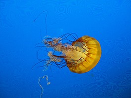 海蜇,藍(lán)色,海洋