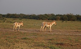 印度的野驴,马hemionus khur,ghudkhur