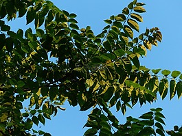 葉子,葉面肥,臭椿