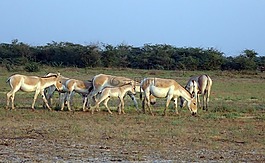 印度的野驴,马hemionus khur,ghudkhur