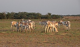 印度的野驴,马hemionus khur,ghudkhur
