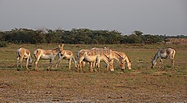 印度的野驴,马hemionus khur,ghudkhur
