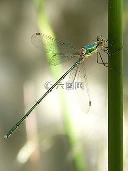 蜻蜓,干,绿蜻蜓