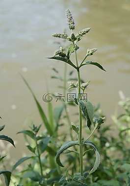 薄荷,植物,藥草