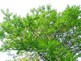 皇冠,樹,葉子