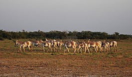 印度的野驴,马hemionus khur,ghudkhur