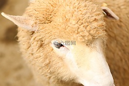動物,特寫,可愛