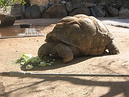 烏龜,動(dòng)物園,巨龜