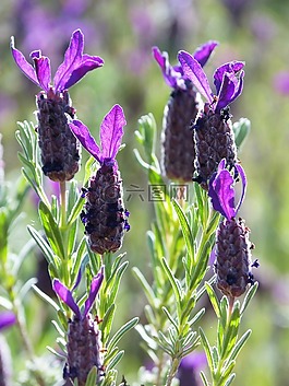 熏衣草,薰衣草花,背光