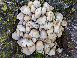 蘑菇,群集,菌類