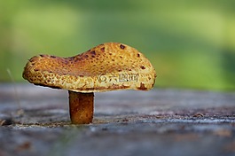 蘑菇,菌類,自然