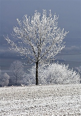 冬天,與雪樹(shù),寒冬