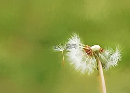 蒲公英,吹,雜草