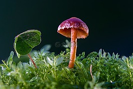 蘑菇,迷你蘑菇,海绵