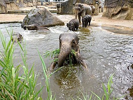 象,動物園,動物