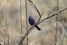鳥,樹,科