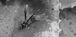 黑色和白色,黃蜂,昆蟲