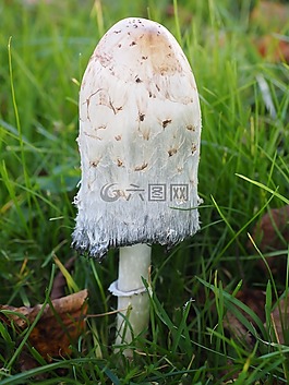 schopf 腿蘑,蘑菇,腿蘑