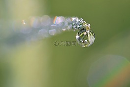 露珠,一滴水,露水