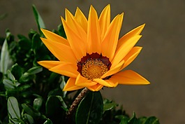 菊花,花,春天